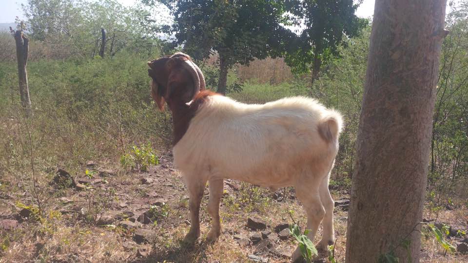 ALERTE : Ce cabri, de race "boer", a été volé au Diamant