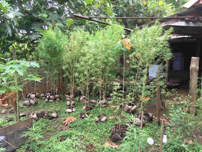 [FAITS DIVERS] Sainte-Marie : 40 pieds de cannabis découverts chez un particulier