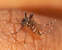 Le chikungunya aux portes de la Martinique?
