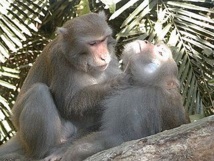Relations sociales du macaque