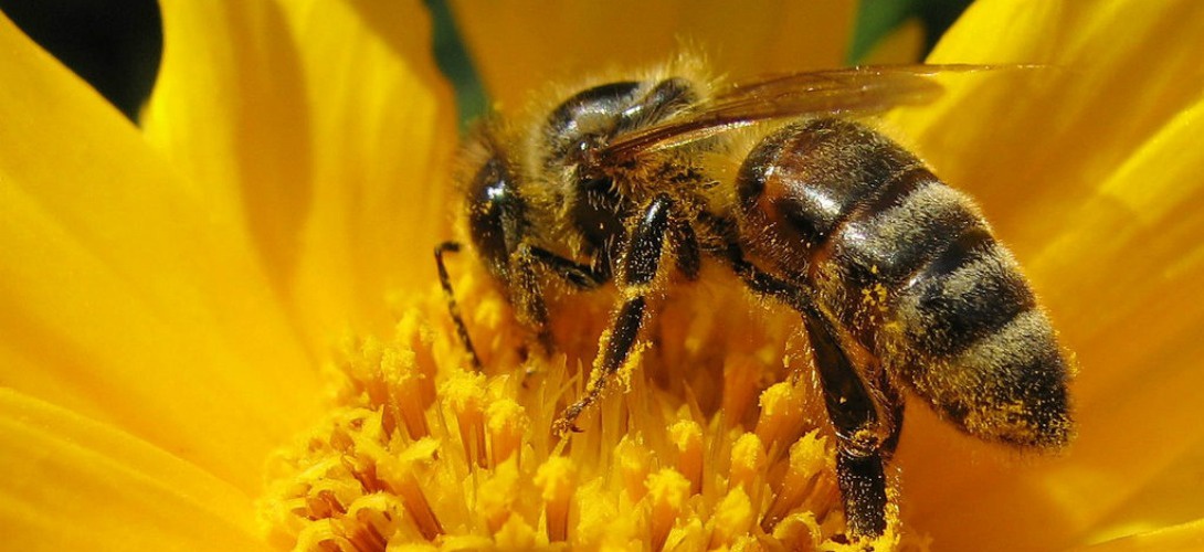 Déclaration annuelle des abeilles et des ruchers avant le 31 décembre