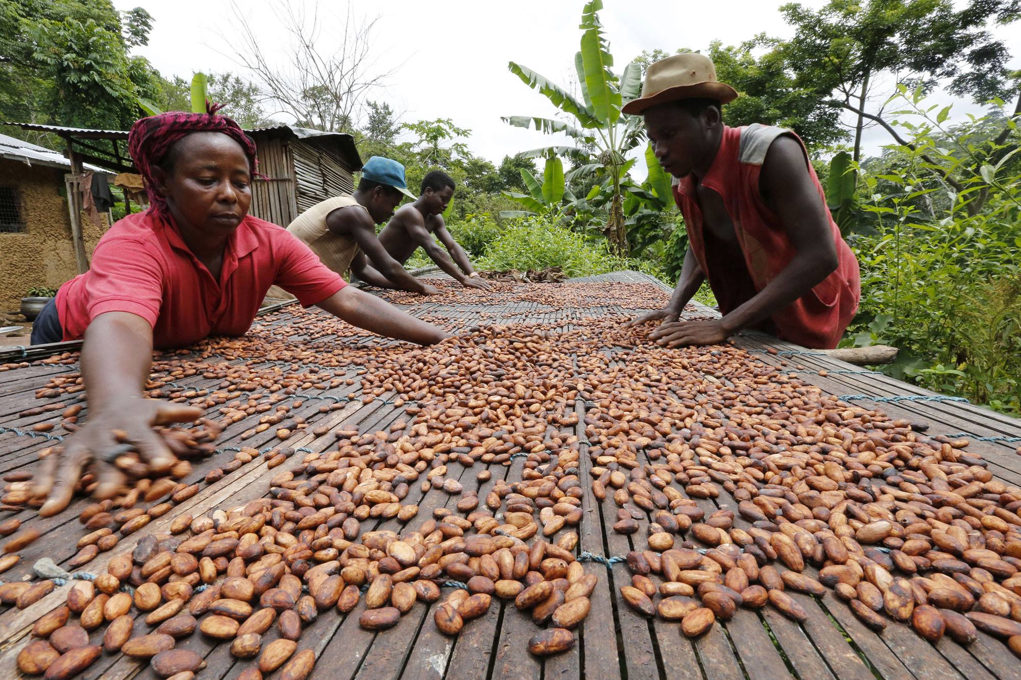 Dans le monde entier la filère cacao de luxe se développe.