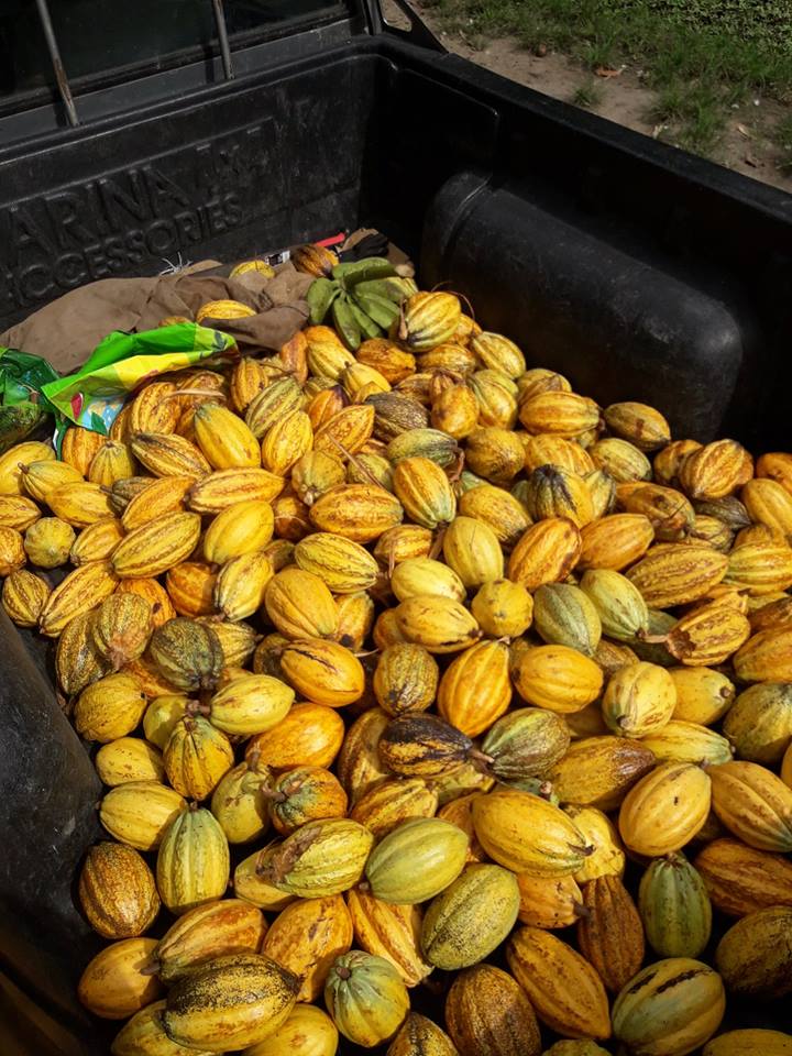 Cora Bernabé : son cacao nouveau est récolté.