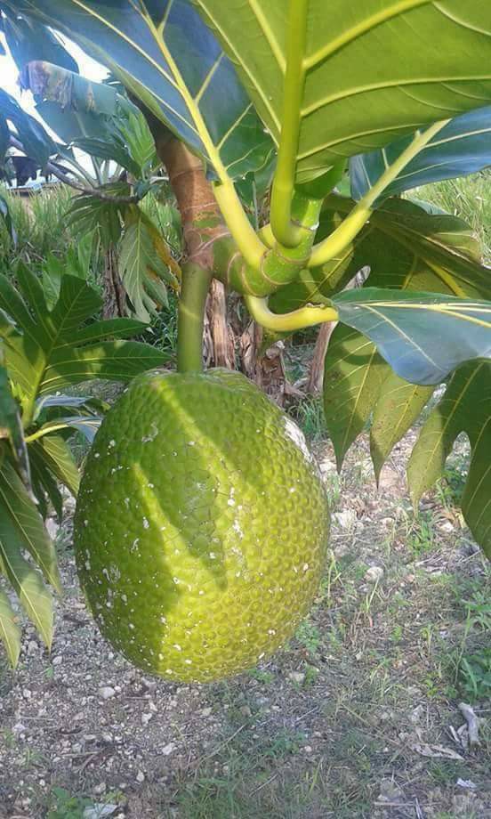 Emmanuel de Reynal : Un million d'arbres pour la Martinique et pourquoi pas deux millions ?