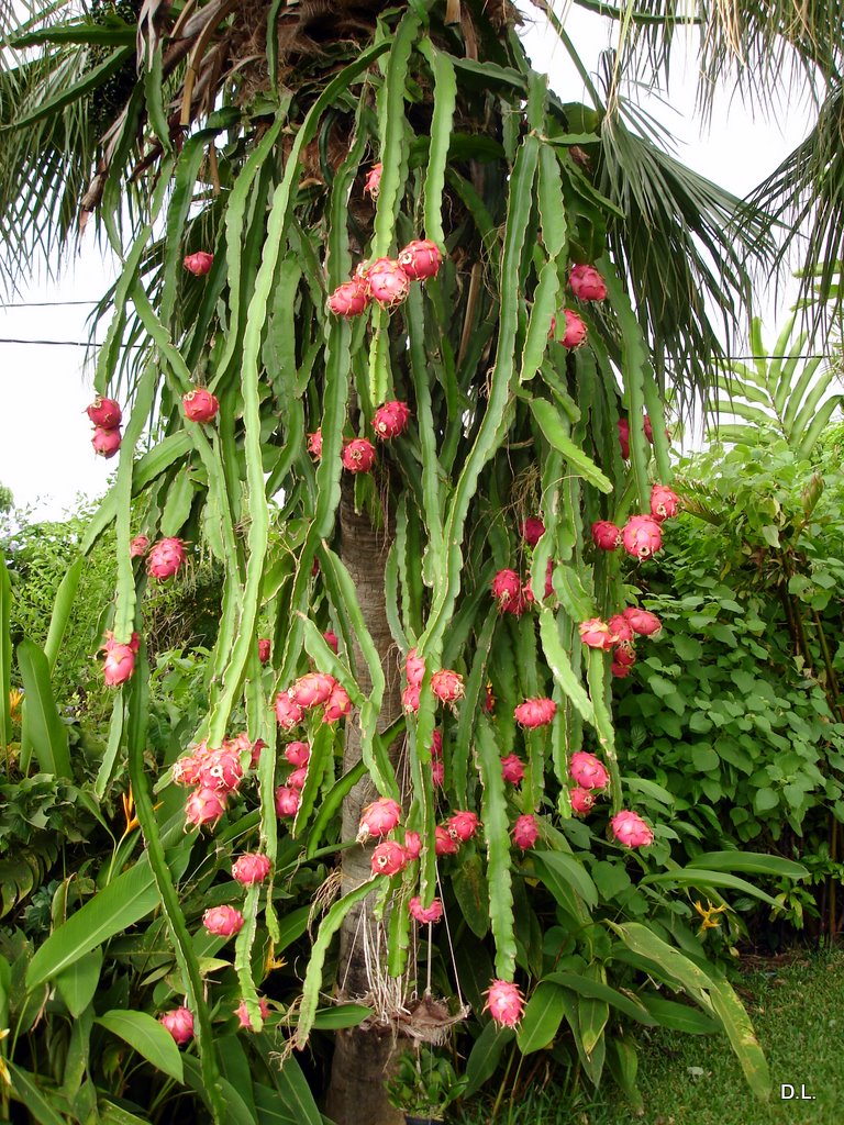 Martinique- Agriculture- Pitaya , la grande folie gustative du moment... C'est la saison 
