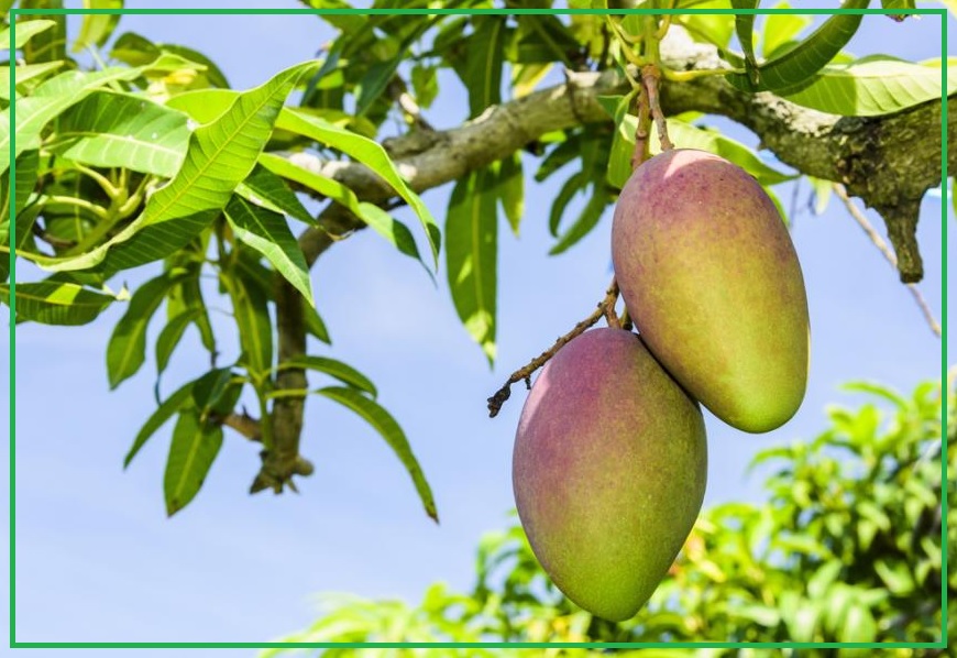 Lu pour vous ! Les bienfaits des feuilles séchées du manguier.