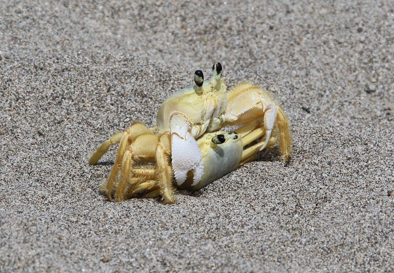 Apres un le coq quimboisé, deux crabes qui copulent! 