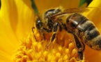 Le miel « Valeurs Parc Naturel de Martinique », médaille d’argent du Concours Général Agricole