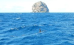 Un requin marteau rode t'il vraiment autour du rocher du Diamant ?