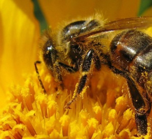 2016, une année noire pour le miel et les abeilles