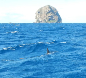 Un requin marteau rode t'il vraiment autour du rocher du Diamant ?