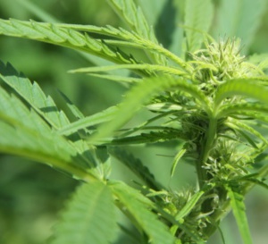 L'expérimentation de l'usage médical du cannabis est lancé par décret.