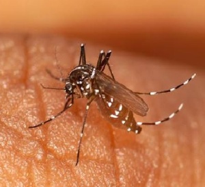 Le chikungunya aux portes de la Martinique?