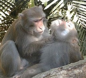 Relations sociales du macaque