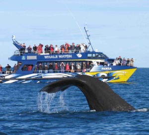 Surveillance de l’activité de Whalewatching 