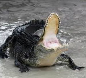 Un enfant meurt à Disney World happé par un alligator