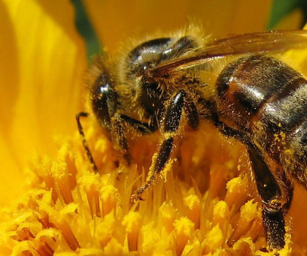 2016, une année noire pour le miel et les abeilles