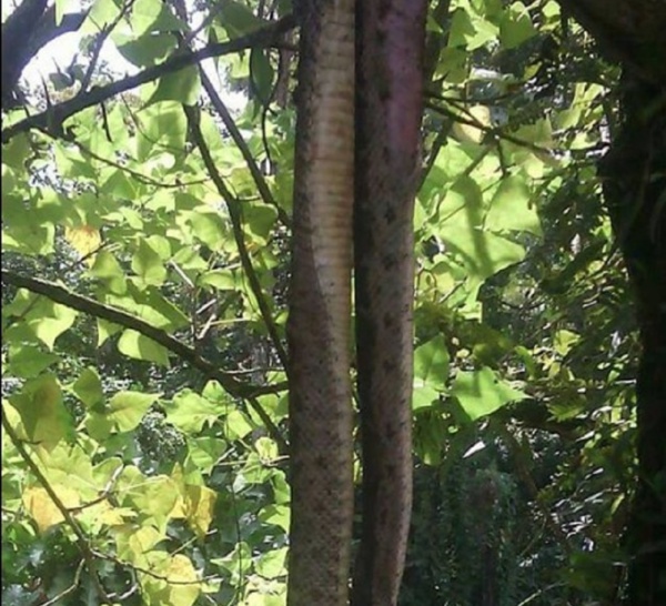 Un serpent de 2 mètres de long écrasé par un automobiliste près d'une crèche à Rivière Lézarde MARTINIQUE
