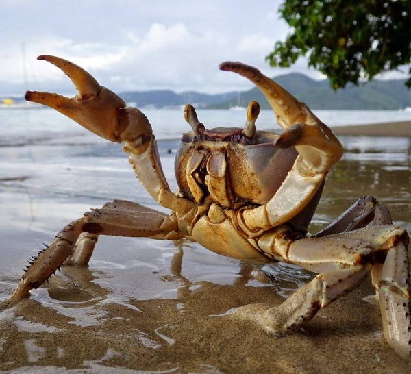 3500 crabes s'échappent de leur cage dans un supermarché Foyalais.