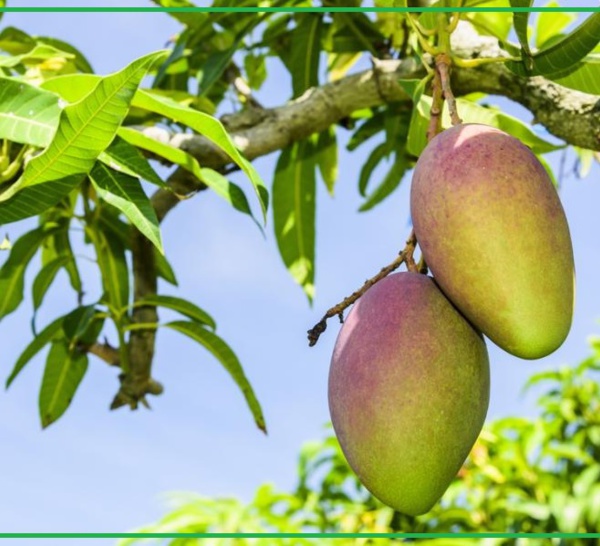 Lu pour vous ! Les bienfaits des feuilles séchées du manguier.