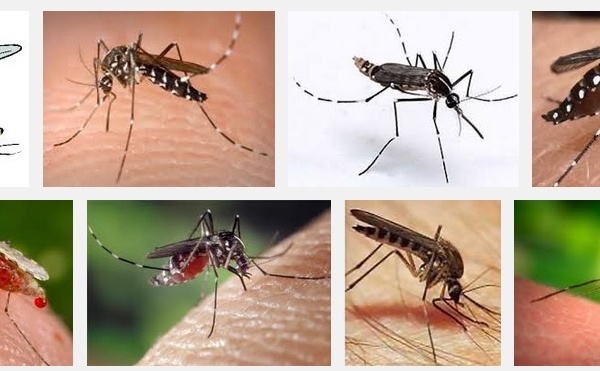 LU POUR VOUS: Voici l’histoire du Chikungunya par Dr J. MONTEZUME-BARNAY