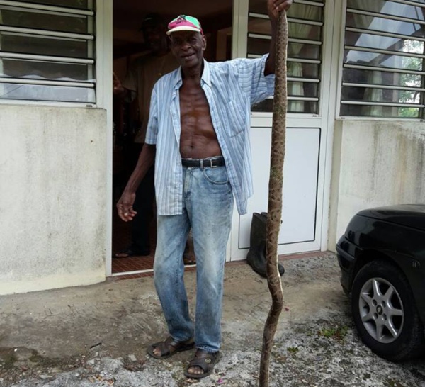 Un serpent de plus de 2 mètres tué à rivière lézarde au Gros- Morne