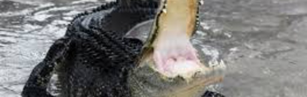 Un enfant meurt à Disney World happé par un alligator